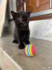 Oreo - Domestic Short Hair Cat