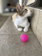 Marmalade  - Domestic Short Hair Cat