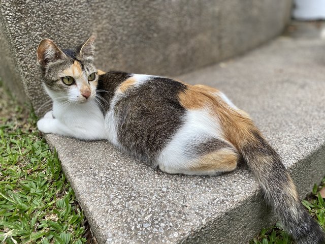 Marmalade  - Domestic Short Hair Cat