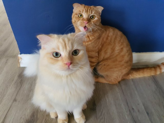 Pee-ro &amp; Beat - Scottish Fold + Domestic Short Hair Cat