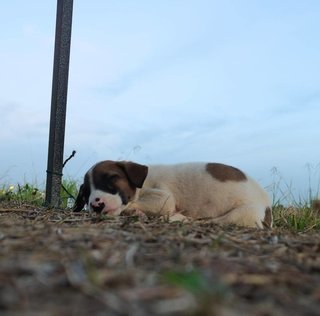 Baby Boy  - Mixed Breed Dog