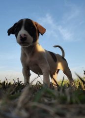 Baby Boy  - Mixed Breed Dog