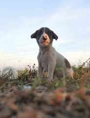 Baby Boy  - Mixed Breed Dog