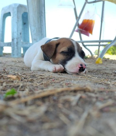 Baby Boy  - Mixed Breed Dog