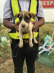 Baby Boy  - Mixed Breed Dog