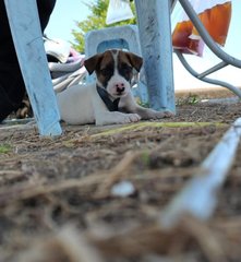 Baby Boy  - Mixed Breed Dog