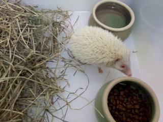 Opie - Hedgehog Small & Furry