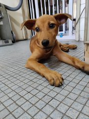 Lunaa - Mixed Breed Dog