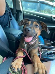 Rocky Wolf Eyes  - Mixed Breed Dog