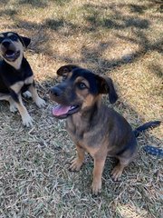 Rocky Wolf Eyes  - Mixed Breed Dog