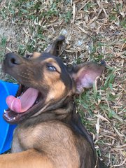 Rocky Wolf Eyes  - Mixed Breed Dog