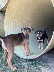 Rocky Wolf Eyes  - Mixed Breed Dog