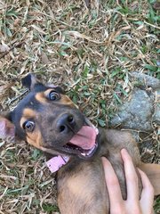 Rocky Wolf Eyes  - Mixed Breed Dog