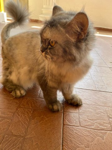 Mix Persian - Persian Cat