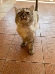 Mix Persian - Persian Cat