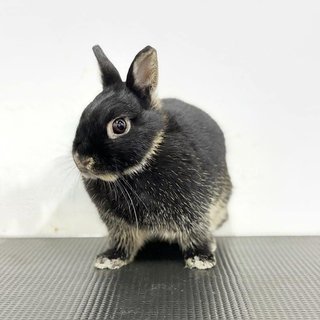 Molly And Frosty - Dwarf + Holland Lop Rabbit