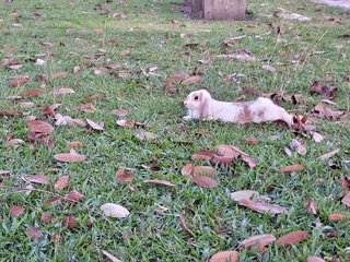 Molly And Frosty - Dwarf + Holland Lop Rabbit