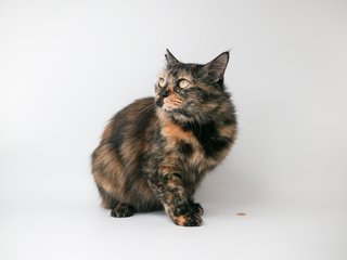 Misty - Domestic Medium Hair Cat