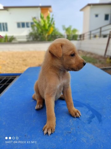 Coco - Mixed Breed Dog