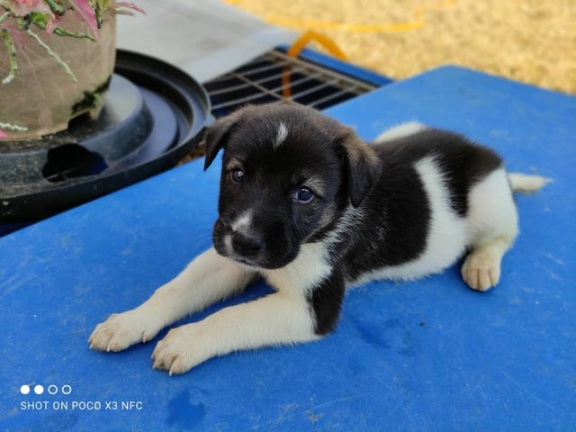 Buddy - Mixed Breed Dog