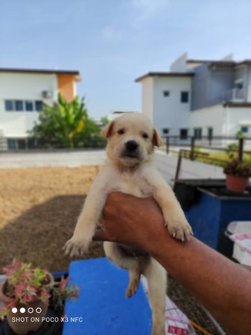 Lola - Mixed Breed Dog