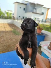 Toby - Mixed Breed Dog