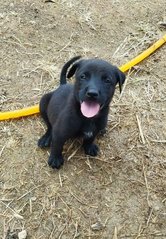 Toby - Mixed Breed Dog