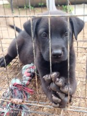 Toby - Mixed Breed Dog