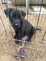 Toby - Mixed Breed Dog