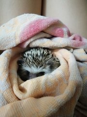 Pine Pine - Hedgehog Small & Furry