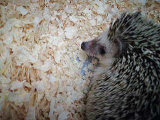 Pine Pine - Hedgehog Small & Furry