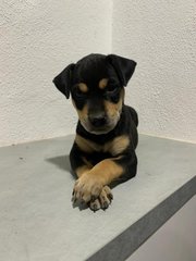 Lala  - Mixed Breed Dog