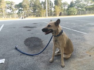 Manja - Mixed Breed Dog