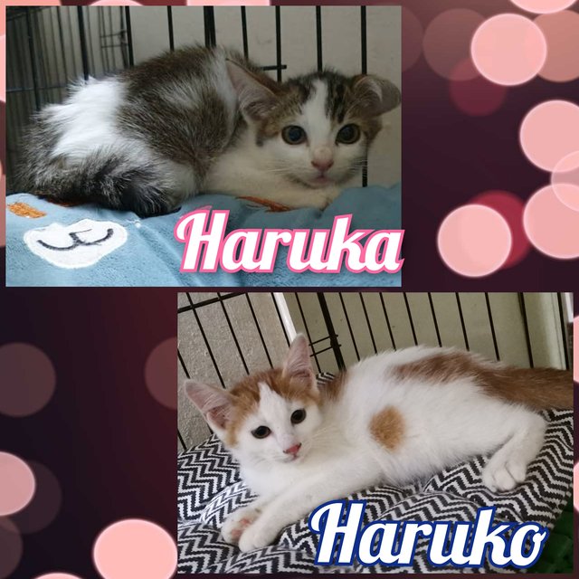 Haruka - Domestic Short Hair Cat