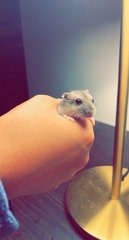 PF104855 - Short Dwarf Hamster Hamster