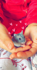 PF104855 - Short Dwarf Hamster Hamster