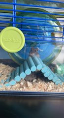 PF104855 - Short Dwarf Hamster Hamster