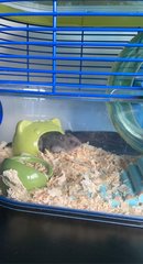 PF104855 - Short Dwarf Hamster Hamster