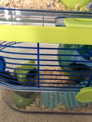 PF104855 - Short Dwarf Hamster Hamster