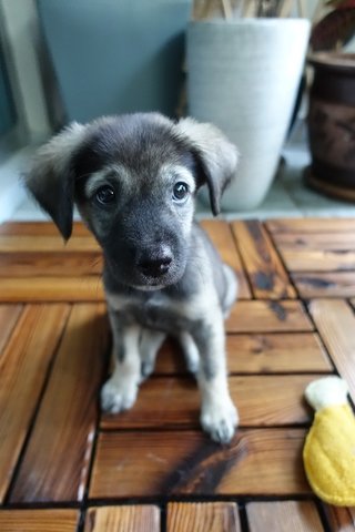 Four Fantastic Puppies - Mixed Breed Dog