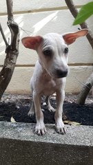 Blue - Mixed Breed Dog