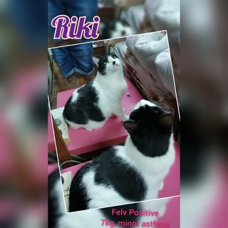 Riki - Domestic Short Hair Cat