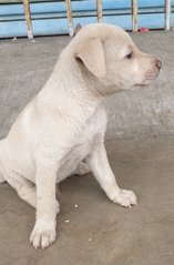 Willie - Mixed Breed Dog