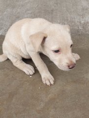Willie - Mixed Breed Dog