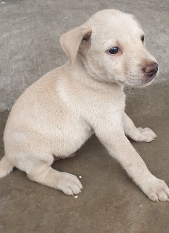 Willie - Mixed Breed Dog