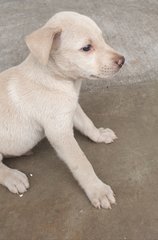Willie - Mixed Breed Dog