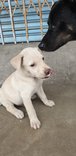 Willie - Mixed Breed Dog