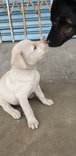 Willie - Mixed Breed Dog