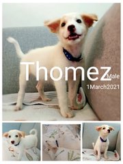 Thomez(Renamed:lucas) - Retriever Mix Dog