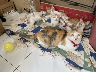 Angel And Her Kittens - Domestic Medium Hair Cat